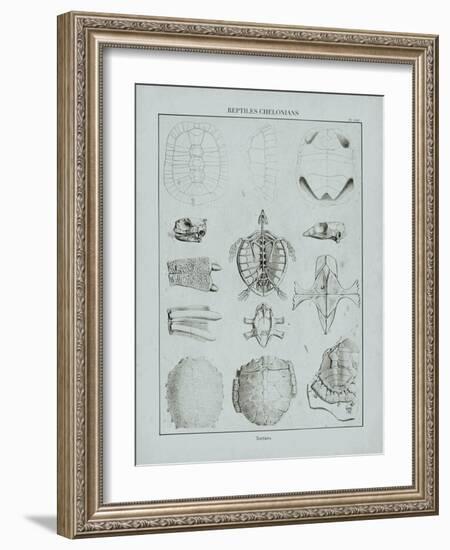 Cabinet of Curiosities - Testudinidae-The Vintage Collection-Framed Giclee Print