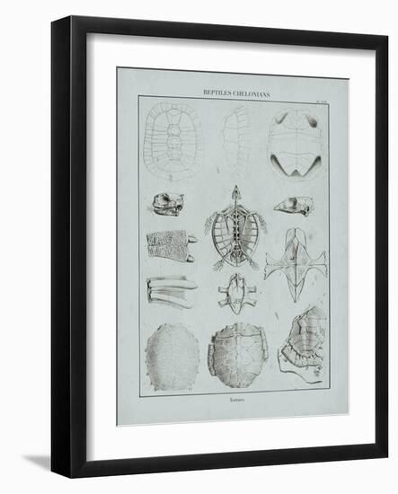 Cabinet of Curiosities - Testudinidae-The Vintage Collection-Framed Giclee Print