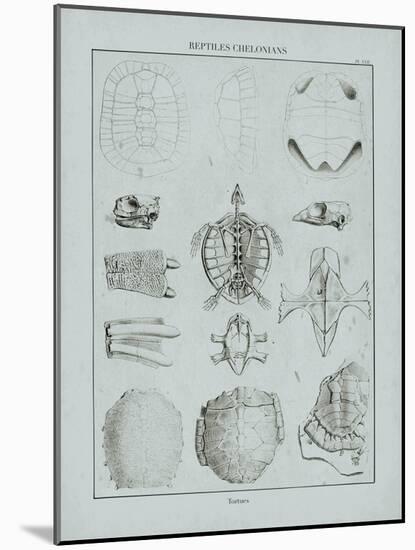 Cabinet of Curiosities - Testudinidae-The Vintage Collection-Mounted Giclee Print