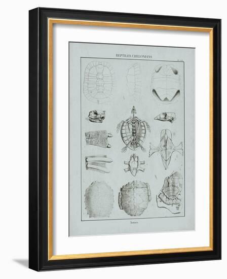 Cabinet of Curiosities - Testudinidae-The Vintage Collection-Framed Giclee Print