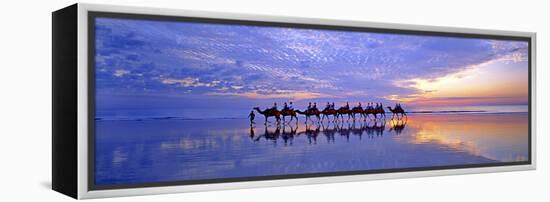 Cable Beach Camels-Wayne Bradbury-Framed Premier Image Canvas