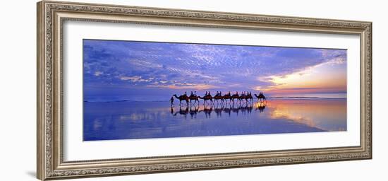 Cable Beach Camels-Wayne Bradbury-Framed Photographic Print