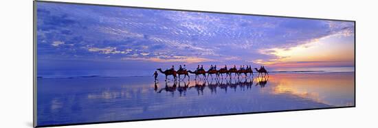 Cable Beach Camels-Wayne Bradbury-Mounted Photographic Print