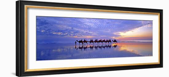 Cable Beach Camels-Wayne Bradbury-Framed Photographic Print