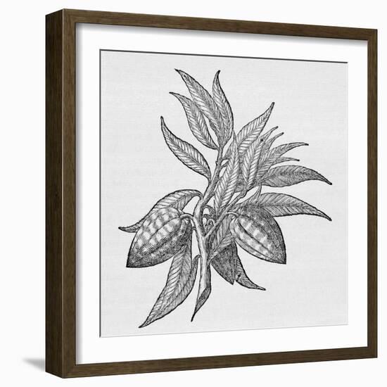 Cacao Fruits (Theobroma Cacao), Woodcut-Middle Temple Library-Framed Photographic Print