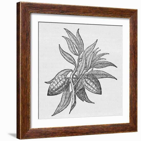 Cacao Fruits (Theobroma Cacao), Woodcut-Middle Temple Library-Framed Photographic Print