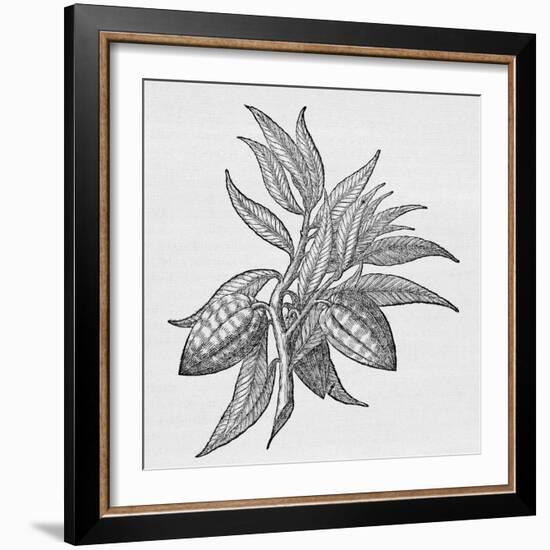 Cacao Fruits (Theobroma Cacao), Woodcut-Middle Temple Library-Framed Photographic Print