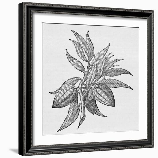 Cacao Fruits (Theobroma Cacao), Woodcut-Middle Temple Library-Framed Photographic Print