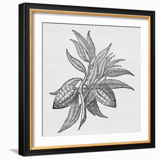 Cacao Fruits (Theobroma Cacao), Woodcut-Middle Temple Library-Framed Photographic Print