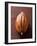 Cacao Pod on Brown Background-null-Framed Photographic Print