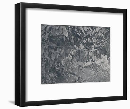 'Cacao Tree', 1924-J.S Fry & Sons-Framed Photographic Print