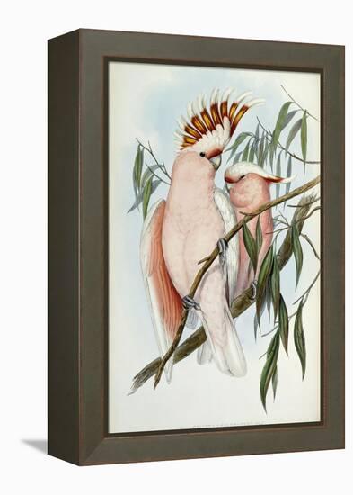 Cacatua Leadbeateri, 1848-1869-John Gould-Framed Premier Image Canvas