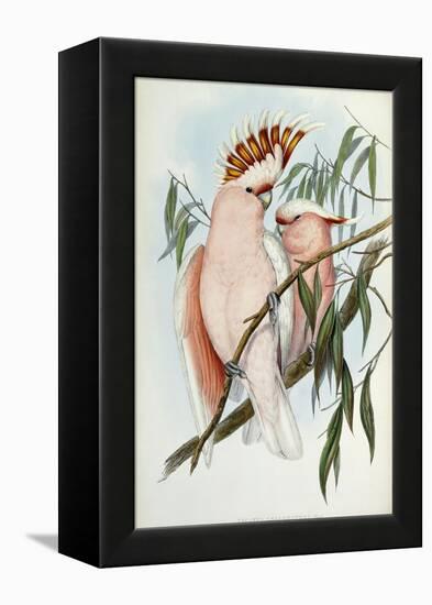 Cacatua Leadbeateri, 1848-1869-John Gould-Framed Premier Image Canvas