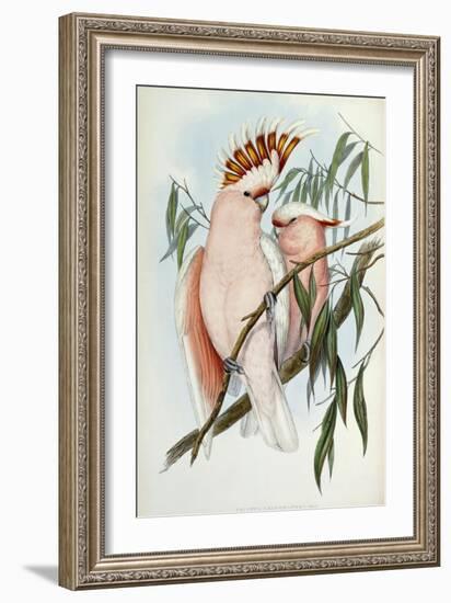 Cacatua Leadbeateri, 1848-1869-John Gould-Framed Giclee Print