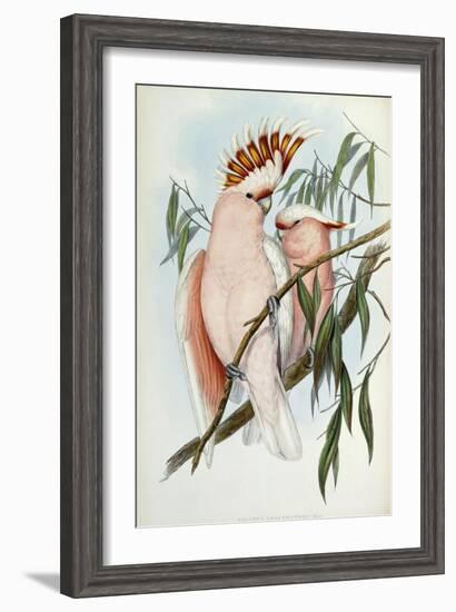 Cacatua Leadbeateri, 1848-1869-John Gould-Framed Giclee Print