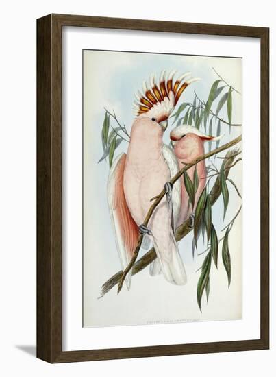 Cacatua Leadbeateri, 1848-1869-John Gould-Framed Giclee Print