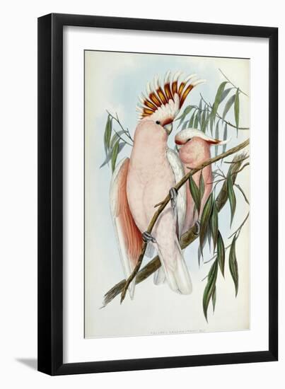 Cacatua Leadbeateri, 1848-1869-John Gould-Framed Giclee Print