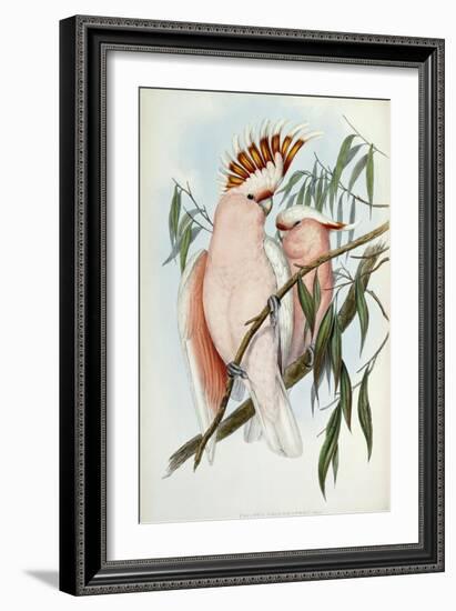 Cacatua Leadbeateri, 1848-1869-John Gould-Framed Giclee Print