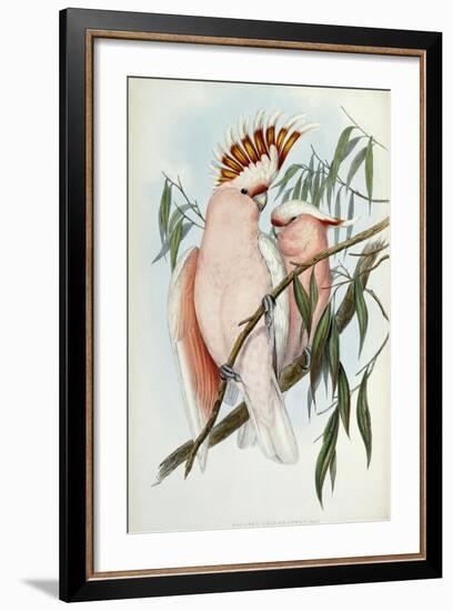 Cacatua Leadbeateri, 1848-1869-John Gould-Framed Giclee Print