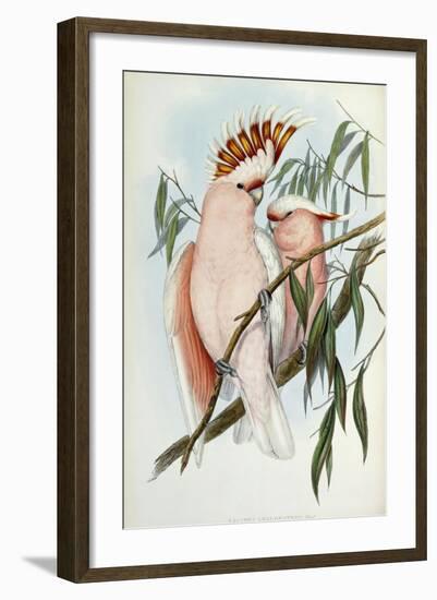 Cacatua Leadbeateri, 1848-1869-John Gould-Framed Giclee Print