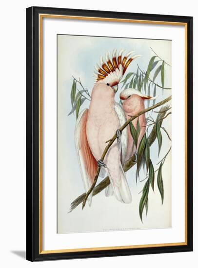 Cacatua Leadbeateri, 1848-1869-John Gould-Framed Giclee Print