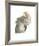 Cacatua Moluccensis-Aert Schouman-Framed Giclee Print