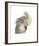 Cacatua Moluccensis-Aert Schouman-Framed Giclee Print