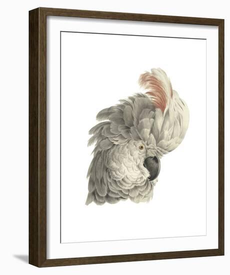 Cacatua Moluccensis-Aert Schouman-Framed Giclee Print