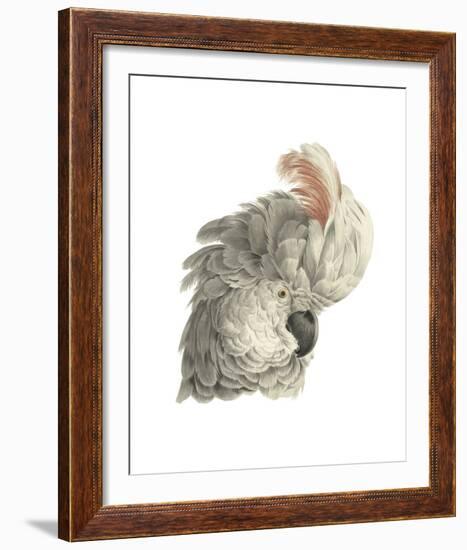 Cacatua Moluccensis-Aert Schouman-Framed Giclee Print