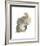 Cacatua Moluccensis-Aert Schouman-Framed Giclee Print