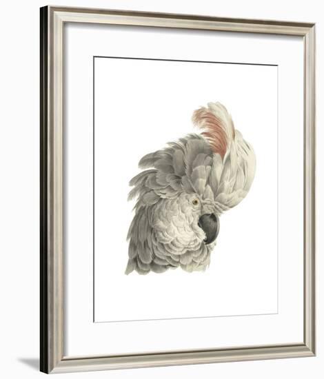 Cacatua Moluccensis-Aert Schouman-Framed Giclee Print