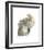 Cacatua Moluccensis-Aert Schouman-Framed Giclee Print