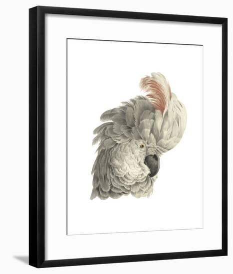 Cacatua Moluccensis-Aert Schouman-Framed Giclee Print