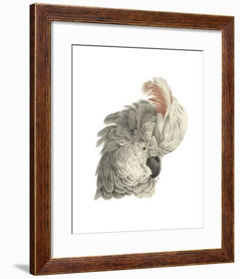 Cacatua Moluccensis-Aert Schouman-Framed Giclee Print