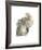 Cacatua Moluccensis-Aert Schouman-Framed Giclee Print