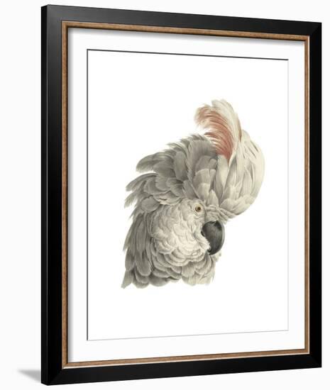 Cacatua Moluccensis-Aert Schouman-Framed Giclee Print