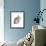 Cacatua Moluccensis-Aert Schouman-Framed Giclee Print displayed on a wall