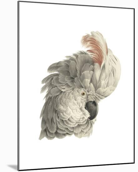 Cacatua Moluccensis-Aert Schouman-Mounted Giclee Print