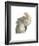 Cacatua Moluccensis-Aert Schouman-Framed Giclee Print