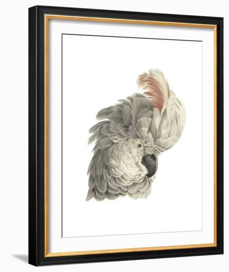 Cacatua Moluccensis-Aert Schouman-Framed Giclee Print