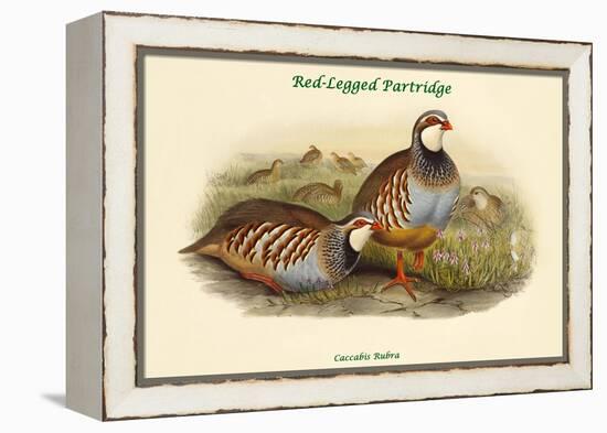 Caccabis Rubra - Red-Legged Partridge-John Gould-Framed Stretched Canvas