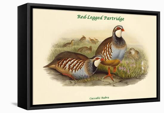 Caccabis Rubra - Red-Legged Partridge-John Gould-Framed Stretched Canvas