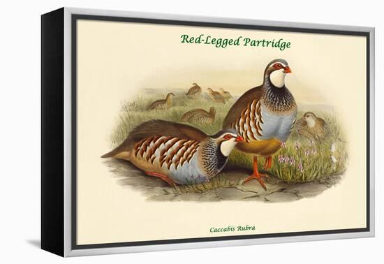 Caccabis Rubra - Red-Legged Partridge-John Gould-Framed Stretched Canvas