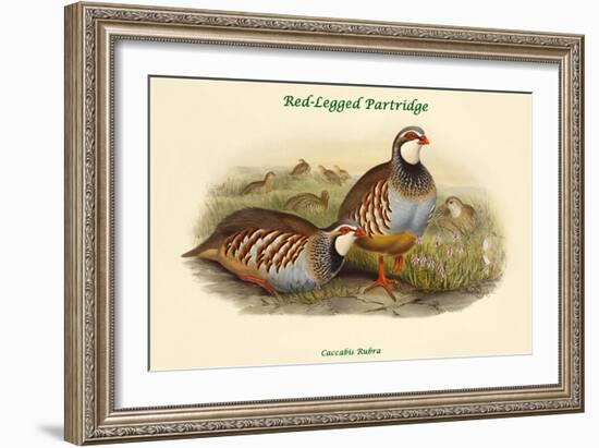 Caccabis Rubra - Red-Legged Partridge-John Gould-Framed Art Print