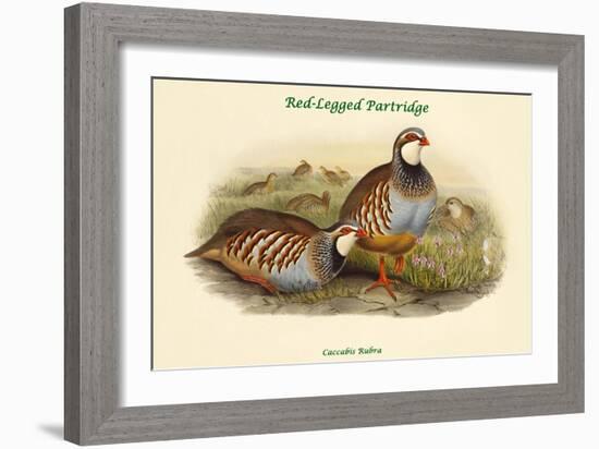 Caccabis Rubra - Red-Legged Partridge-John Gould-Framed Art Print