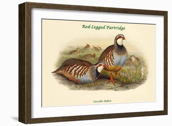 Caccabis Rubra - Red-Legged Partridge-John Gould-Framed Art Print