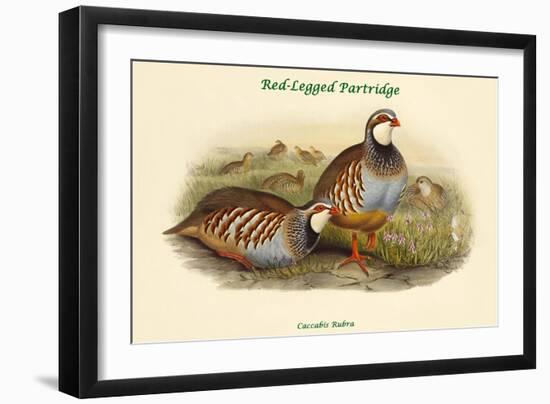 Caccabis Rubra - Red-Legged Partridge-John Gould-Framed Art Print