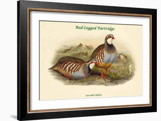 Caccabis Rubra - Red-Legged Partridge-John Gould-Framed Art Print