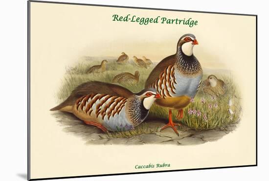 Caccabis Rubra - Red-Legged Partridge-John Gould-Mounted Art Print