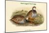 Caccabis Rubra - Red-Legged Partridge-John Gould-Mounted Art Print